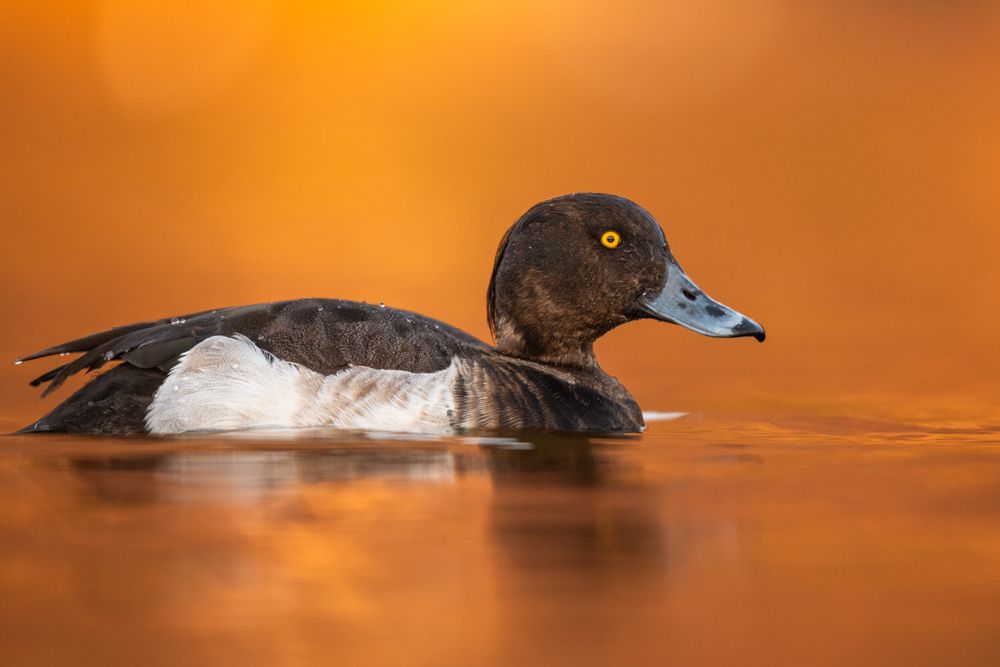 More images of this bird