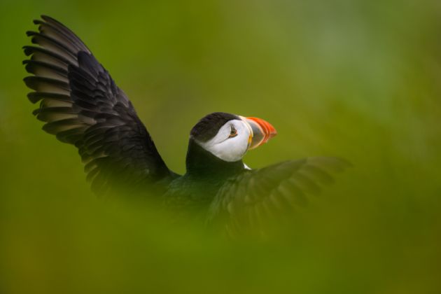 Beispielfotos von der Seevögel in Nordnorwegen Fotoreise mit Birdingtours und Nikon.