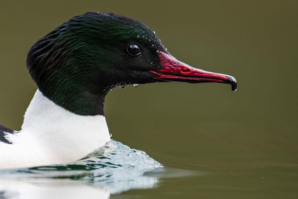 Common merganser are quite tame in the vicinity of settlements. Elsewhere they are much more shy.