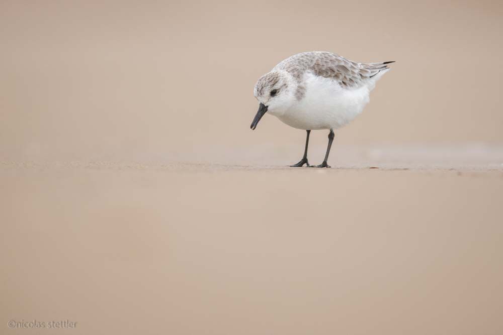 Ein Sanderlings sucht auf Langeoog nach Nahrung.