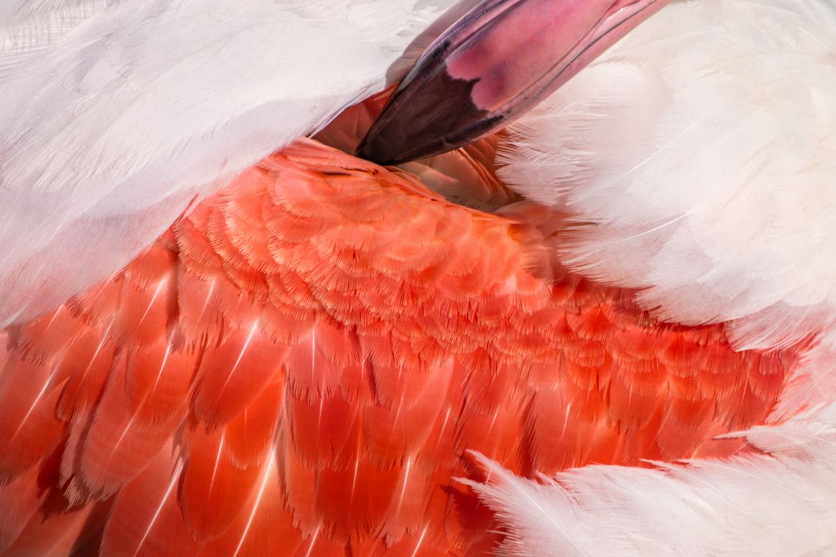 Galerie von diversen Vogelarten, fotografiert von Naturfotograf Nicolas Stettler.