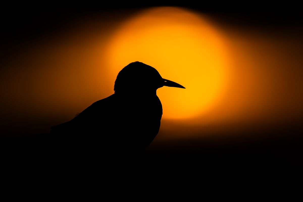 Galerie mit Vogelfotos von Seevögelb, fotografiert von Naturfotograf Nicolas Stettler..