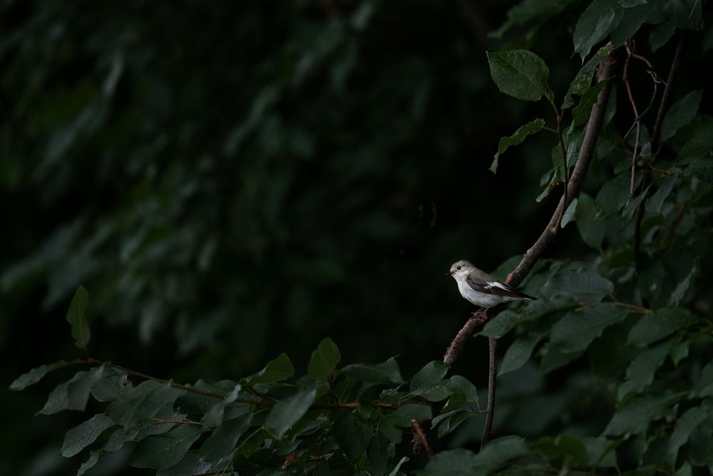 Ein Trauerschnäpper Weibchen im dunklen Wald.