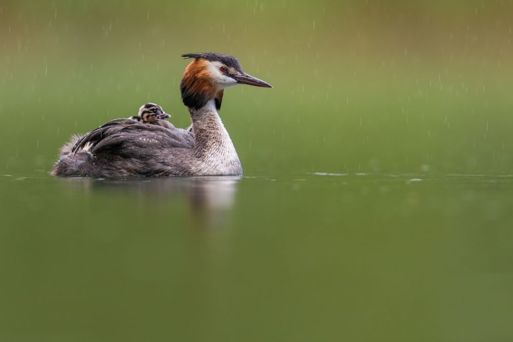 More images of this bird