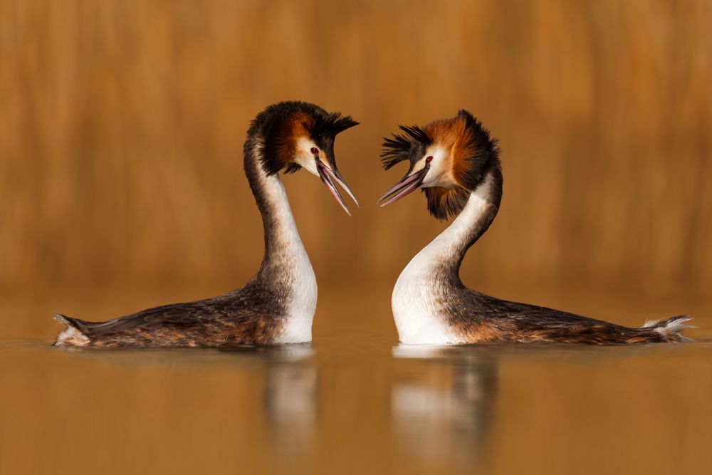 More images of this bird