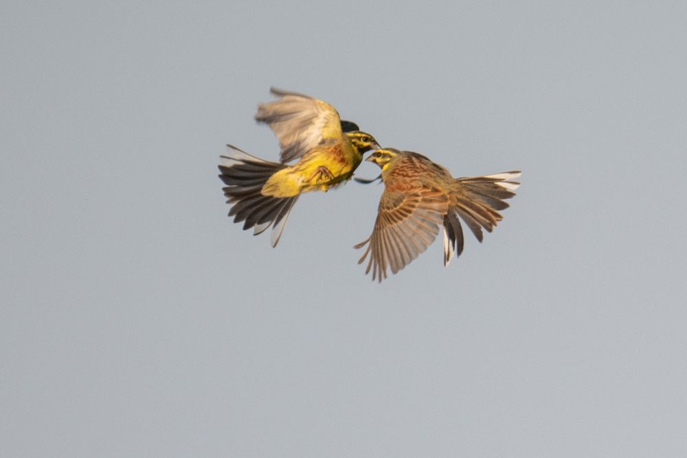 Weitere Fotos des Vogels