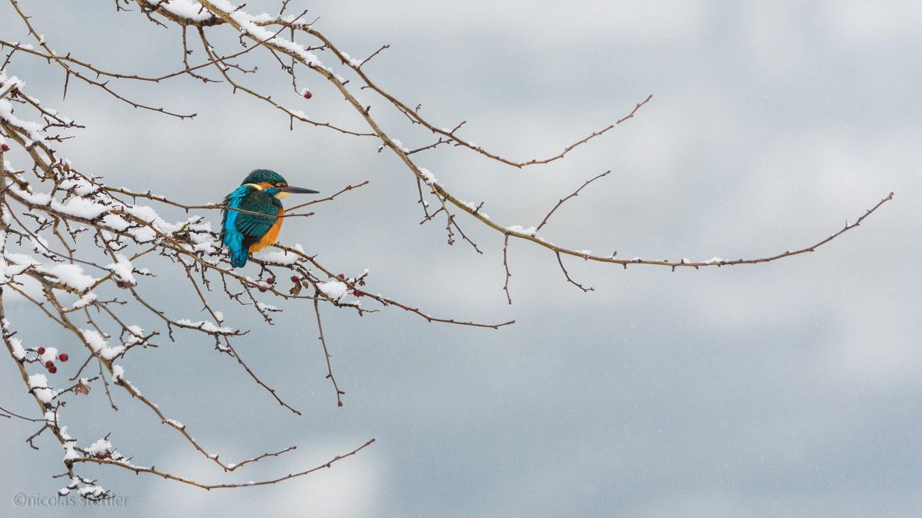 Kingfisher on a snowy day sitting on a snow-covered bush.