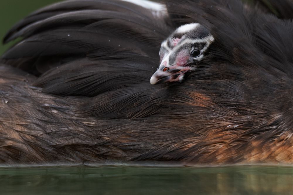 More images of this bird