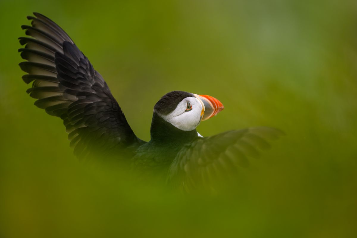 Galerie mit Vogelfotos von Seevögelb, fotografiert von Naturfotograf Nicolas Stettler..