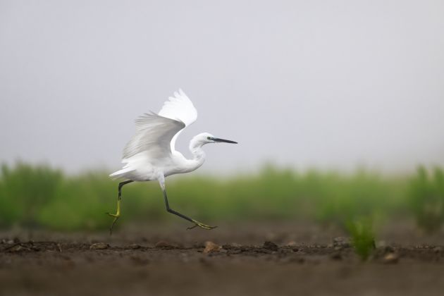 Beispielfotos für den Grundkurs Vogelfotografie mit der Nikon School.