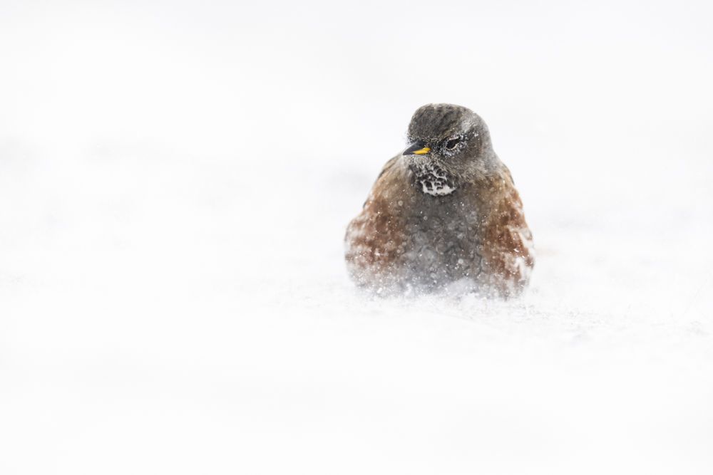 Vogelfotos Beispiele mit der Nikon Z9.