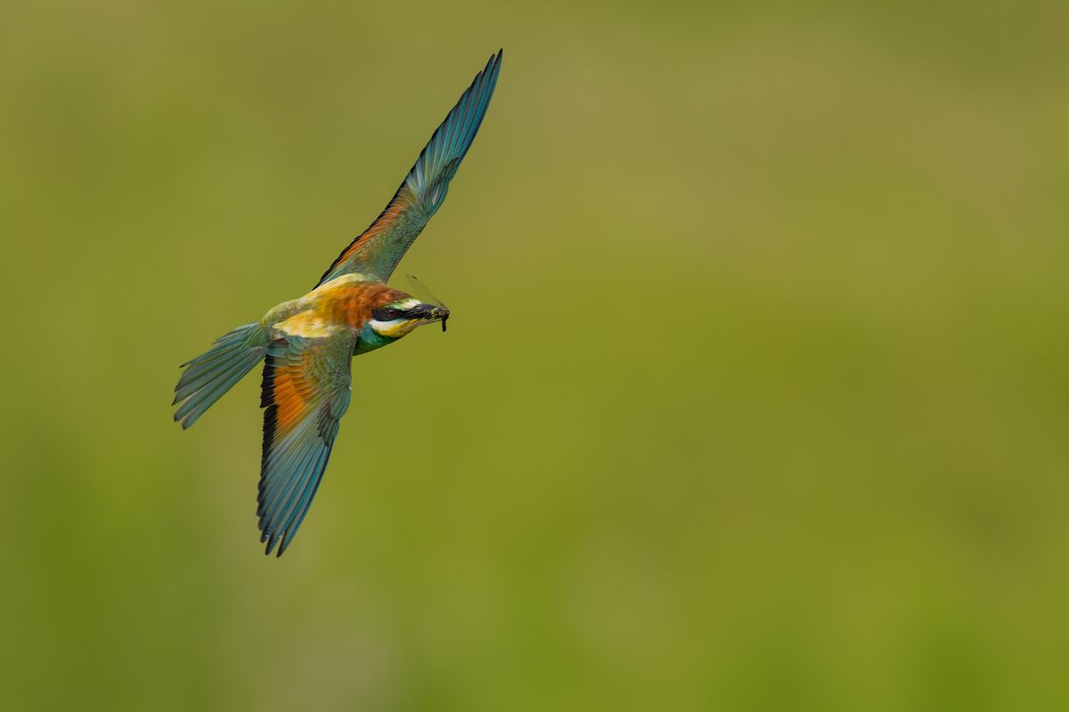 Galerie von diversen Vogelarten, fotografiert von Naturfotograf Nicolas Stettler.