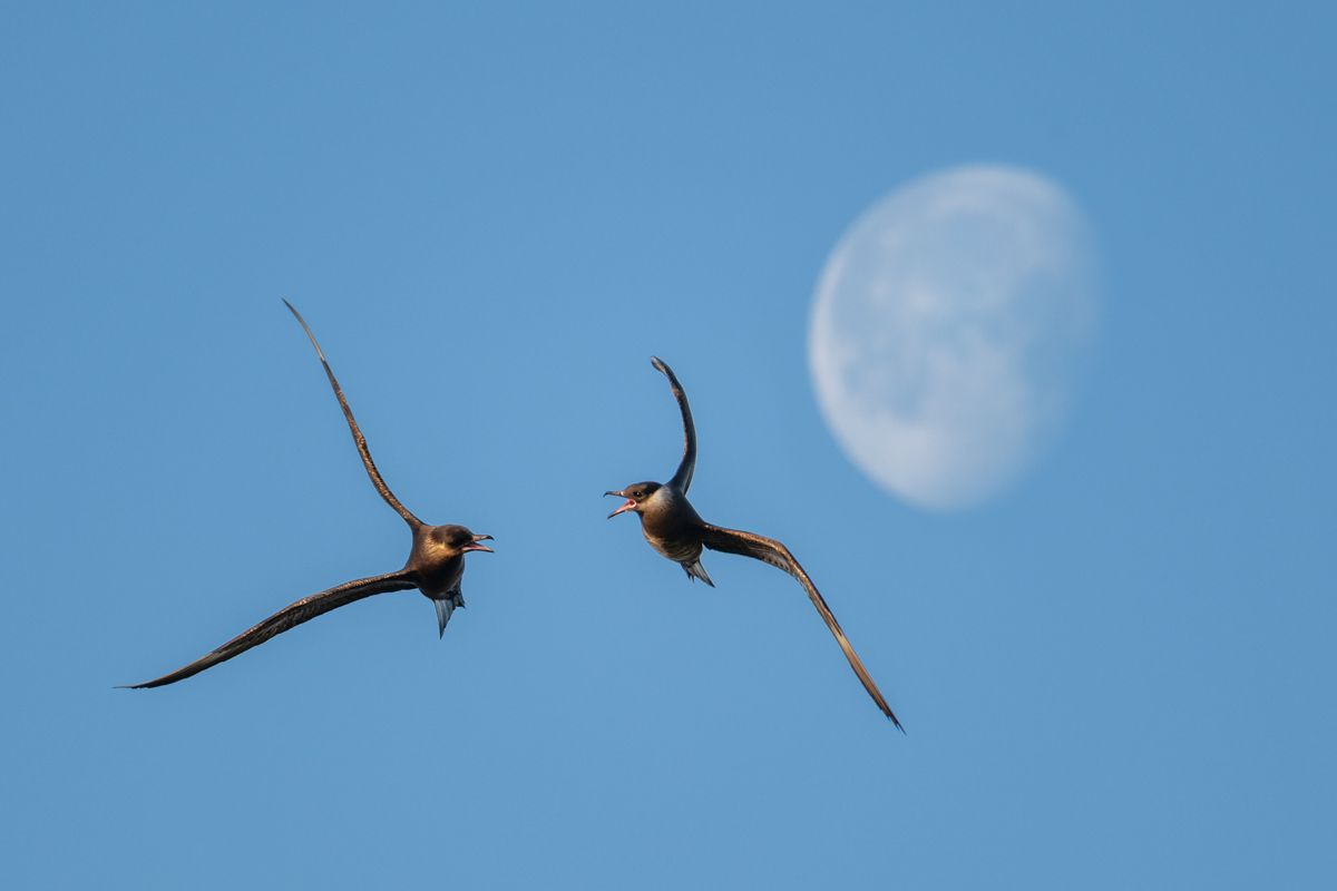 Galerie mit Vogelfotos von Seevögelb, fotografiert von Naturfotograf Nicolas Stettler..
