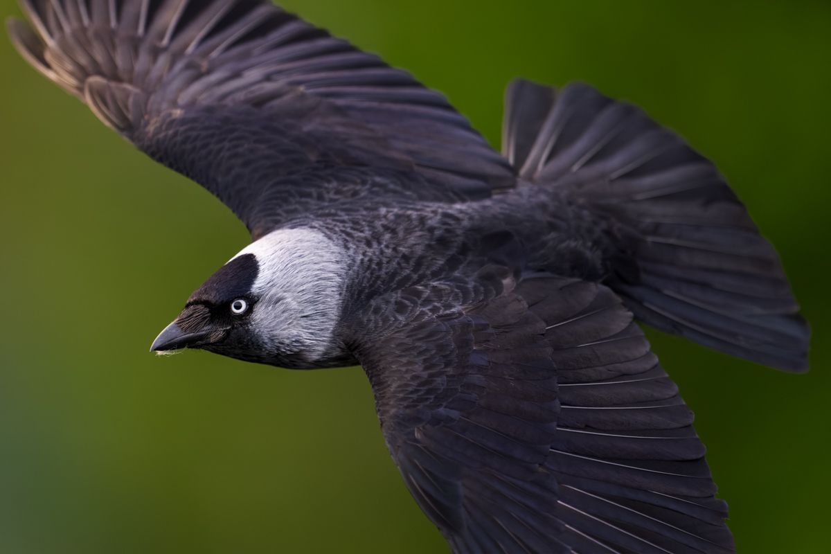 Gallery of songbirds, photographed by nature photographer Nicolas Stettler.