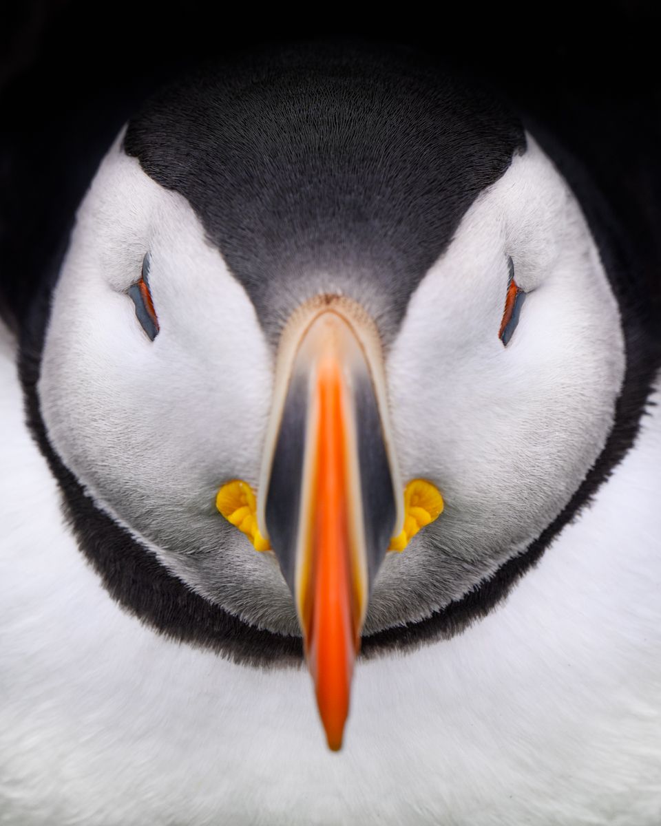 Galerie mit Vogelfotos von Seevögelb, fotografiert von Naturfotograf Nicolas Stettler..