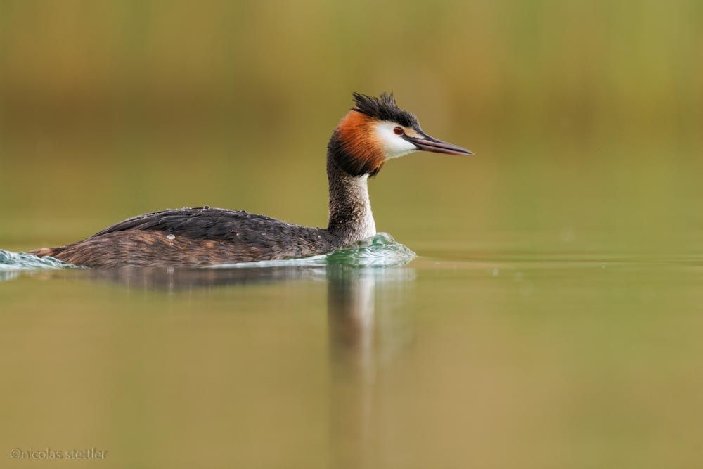 Ein Haubentaucher schwimmt auf den See hinaus.