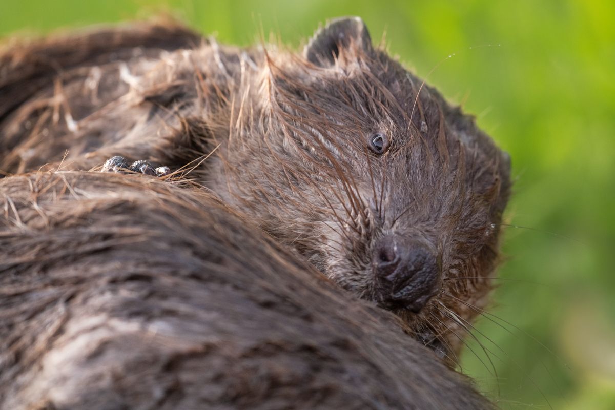 Beavers photographed by wildlife photographer Nicolas Stettler.