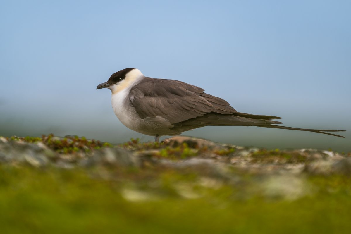 Gallery of seabirds photographed by naturphotographer Nicolas Stettler