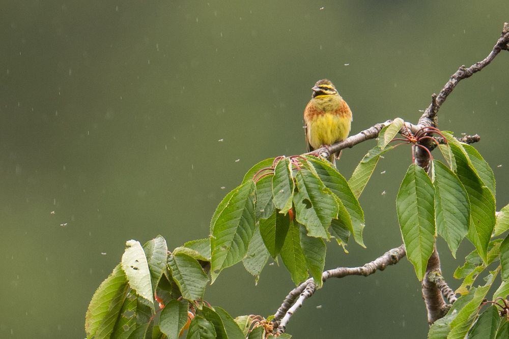 Weitere Fotos des Vogels