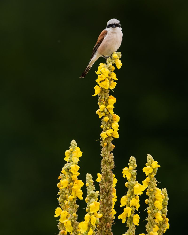 Weitere Fotos des Vogels