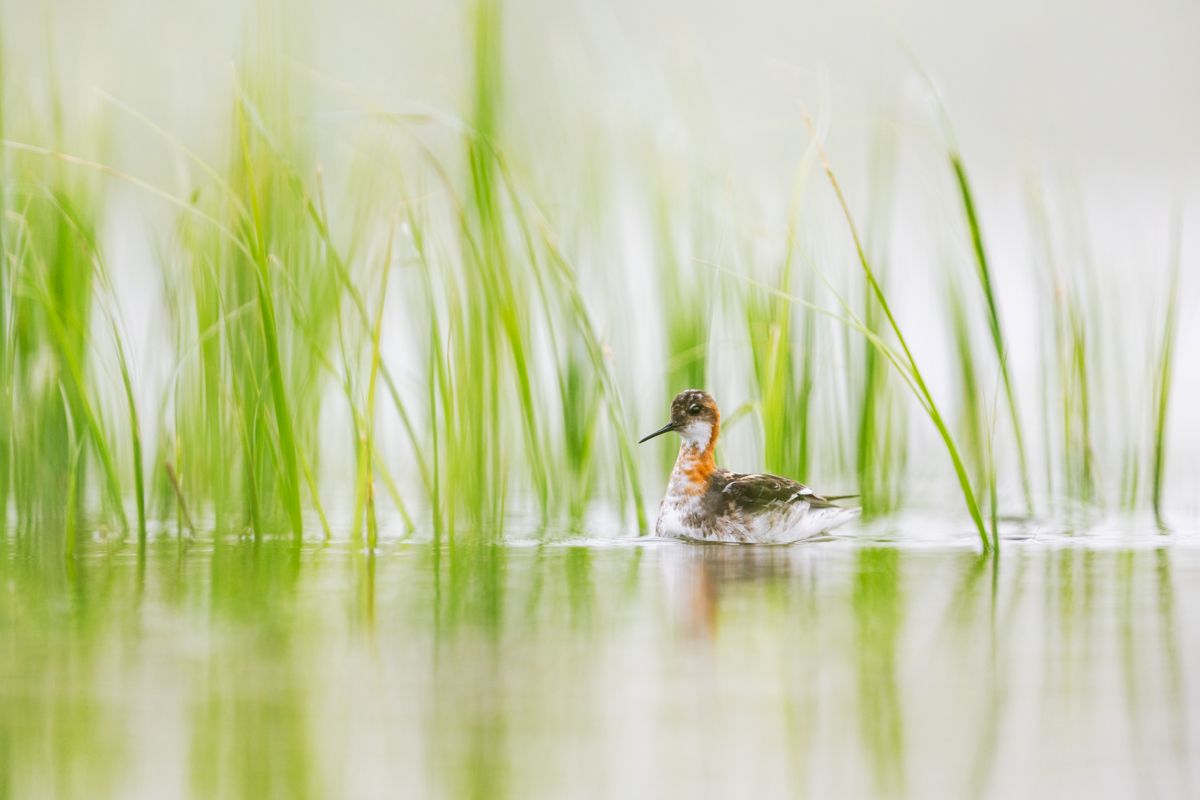 Galerie von diversen Vogelarten, fotografiert von Naturfotograf Nicolas Stettler.