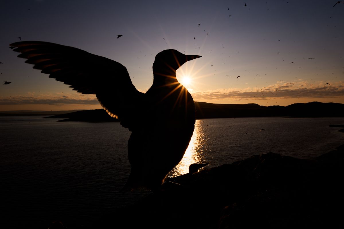 Galerie mit Vogelfotos von Seevögelb, fotografiert von Naturfotograf Nicolas Stettler..