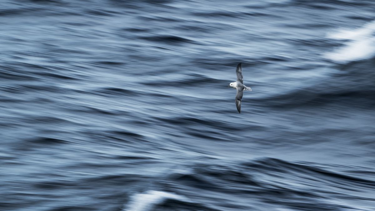 Galerie mit Vogelfotos von Seevögelb, fotografiert von Naturfotograf Nicolas Stettler..