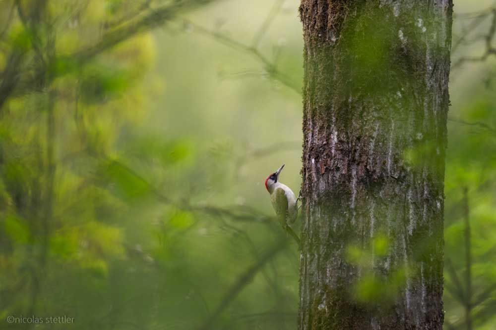 Grünspecht sucht an einem Baum nach Futter.