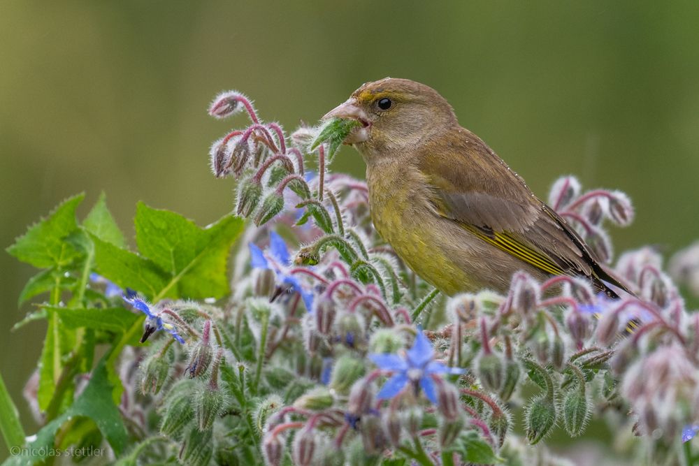 Ein Grünfinken-Weibchen auf Futtersuche im Garten.