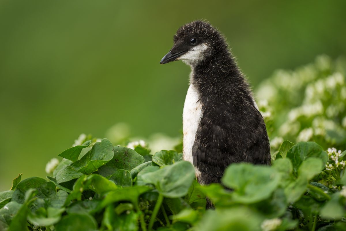 Galerie mit Vogelfotos von Seevögelb, fotografiert von Naturfotograf Nicolas Stettler..