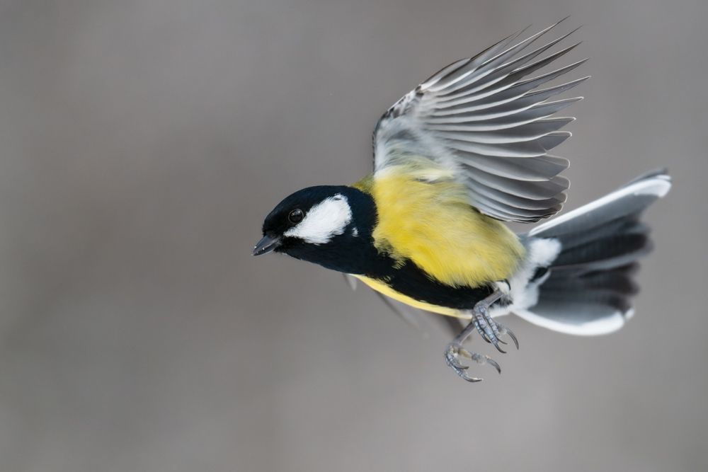 More images of this bird