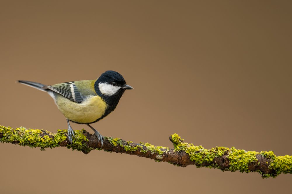 More images of this bird