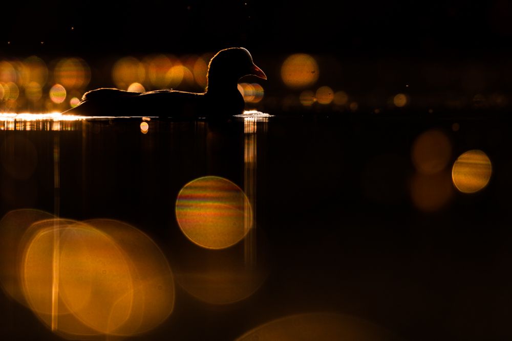 Blässhuhn im Gegenlicht