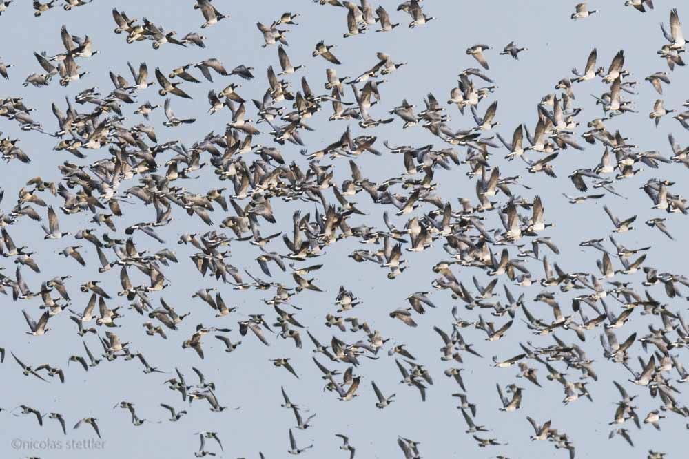 Hundreds of barnacle geese starting on Langeoog.
