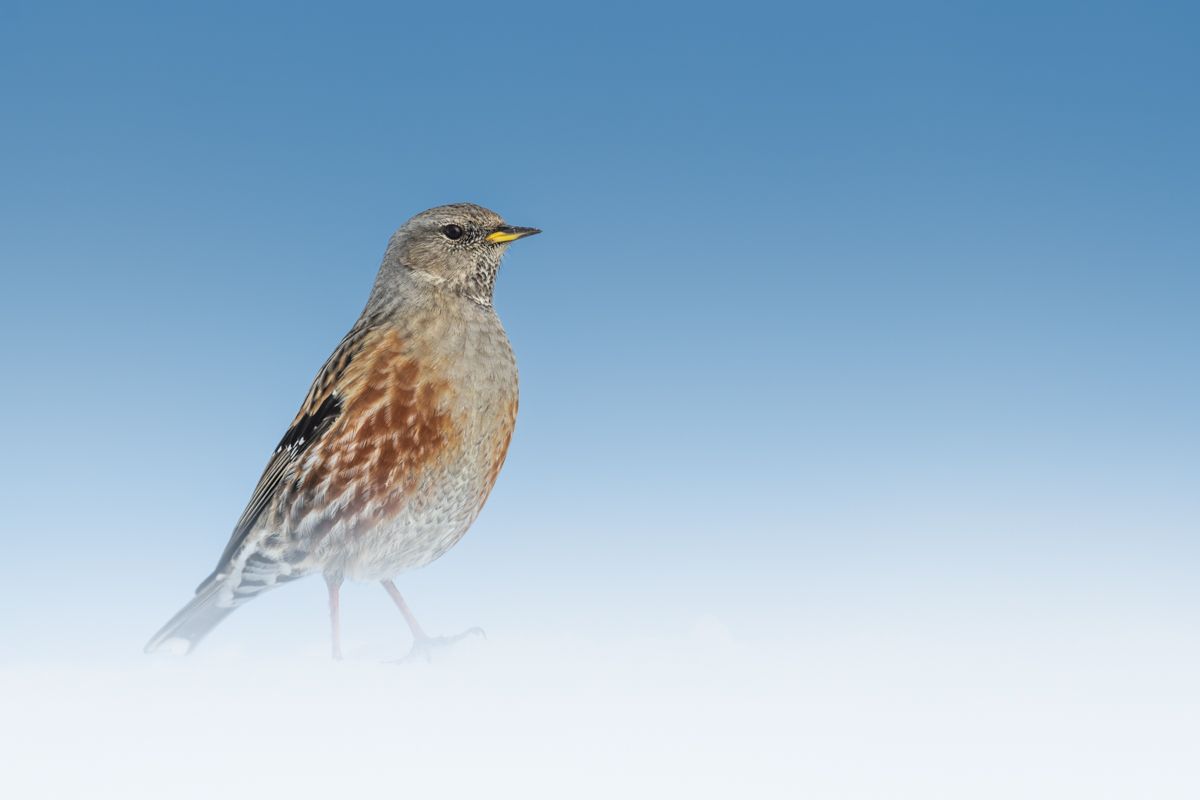 Gallery of songbirds, photographed by nature photographer Nicolas Stettler.