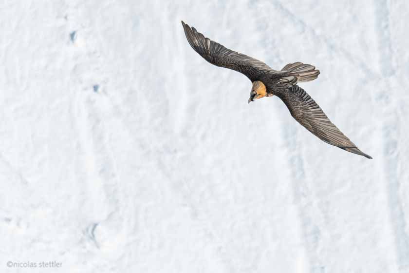 Bartgeier (Gypaetus barbatus) über einem Schneefeld