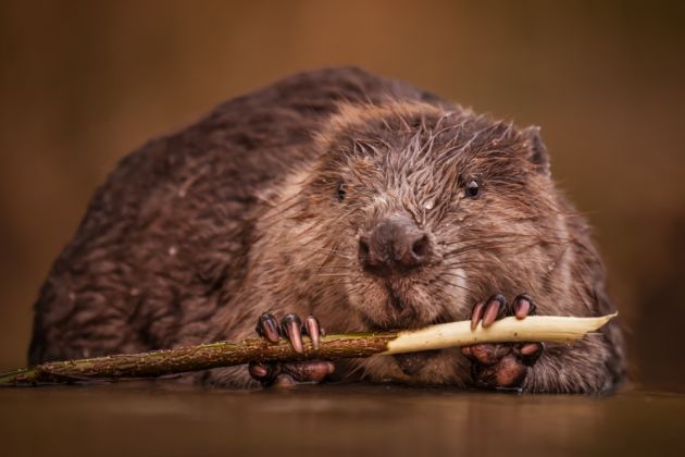 Beispielfotos von der Schweiz im Frühling Fotoreise mit Birdingtours und Nikon.