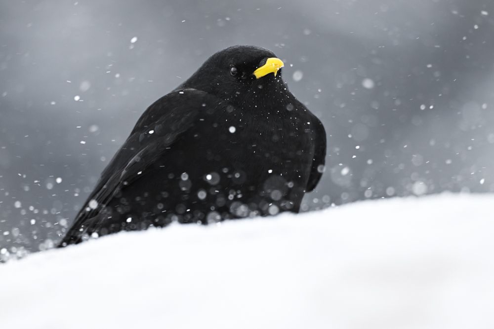 Fotoreise Schweiz im Winter