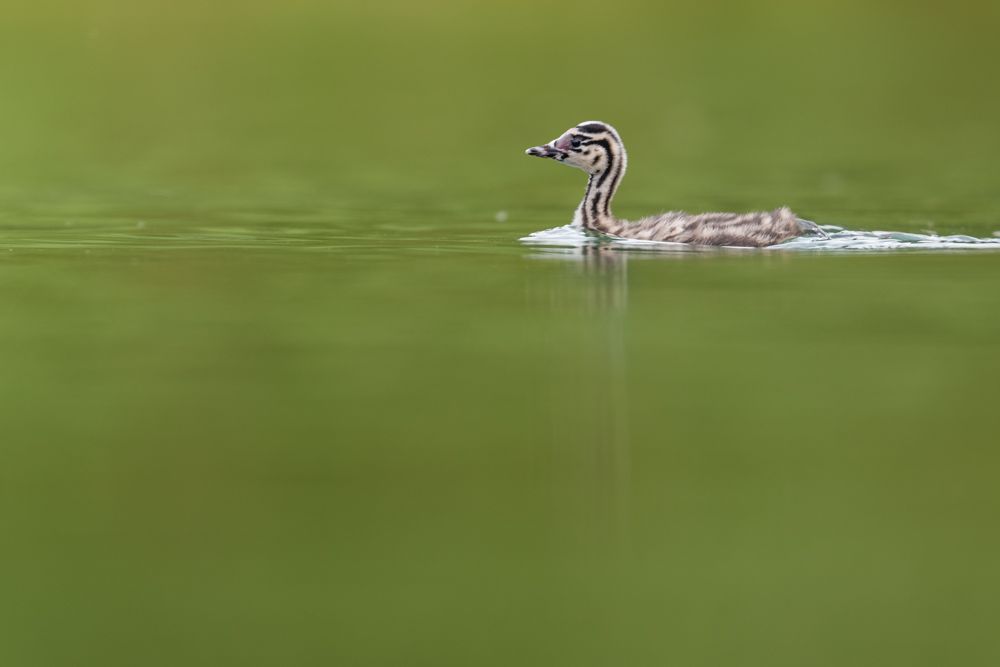 More images of this bird