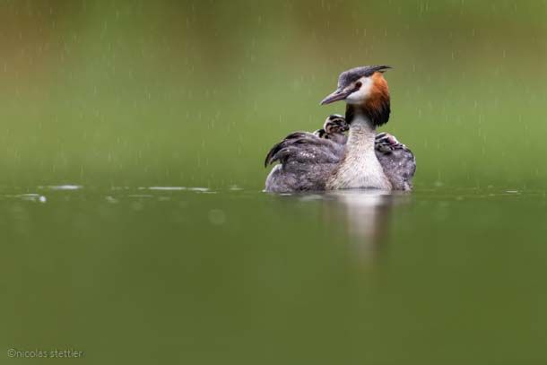 A great crested grebe with three chicks on its back.