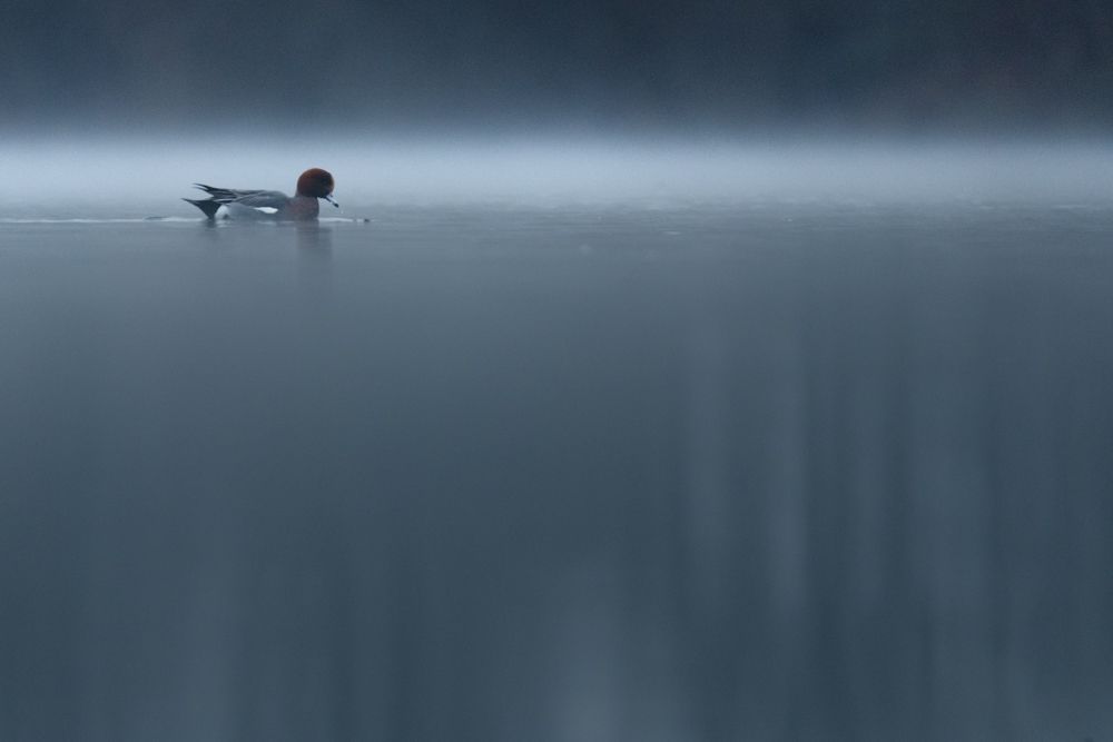 At Lake Constance as well as in the Fanel, wigeons can be observed regularly in winter.