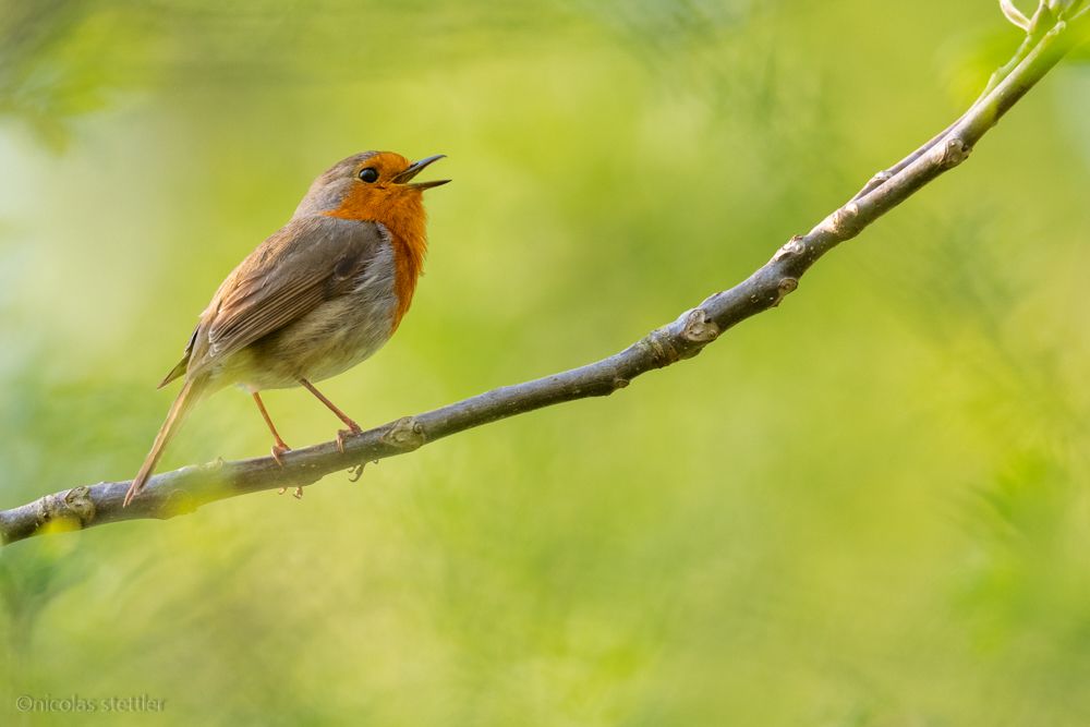 Ein Rotkehlchen singt im Garten.