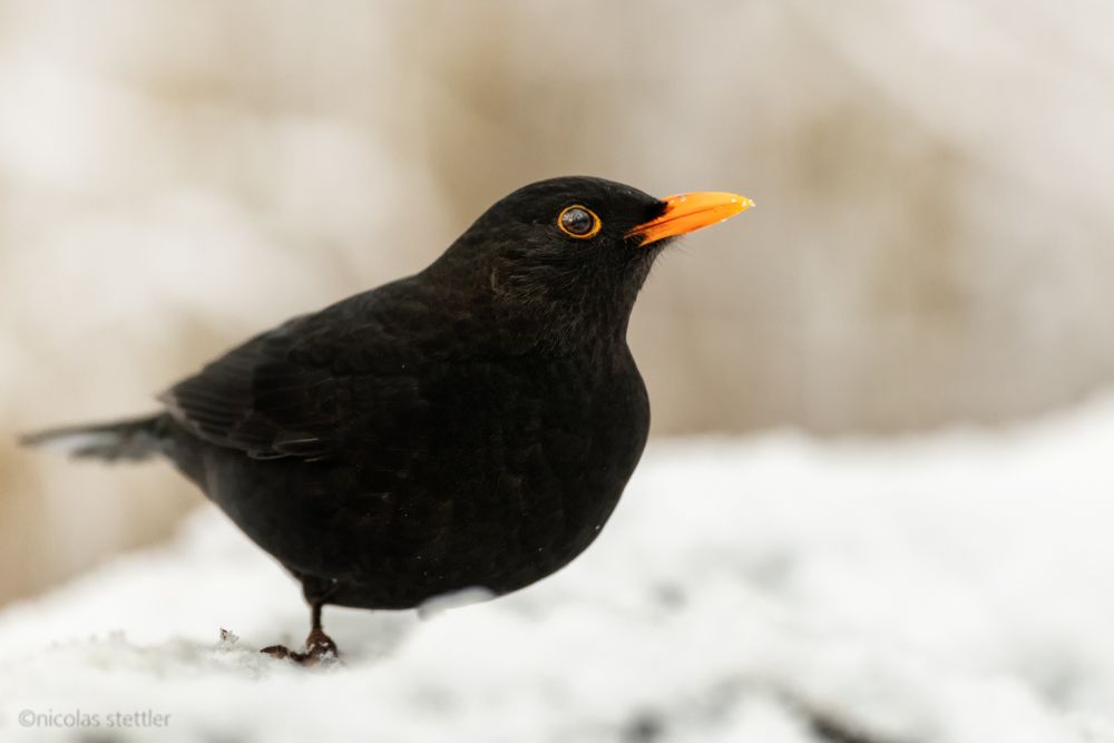 Ein Amsel-Männchen im Schnee.