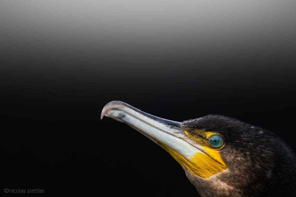 For a while now, I had the goal of finally photographing the Cormorant. Especially in winter they are quite common here in Switzerland. Since the turn of the millennium the Cormorant has also been one of the breeding birds of Switzerland. But despite the strong increase in population I have not had any luck with this species. At least until recently…