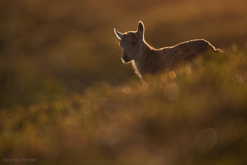 A young alpine ibex in backlight at sunrise.