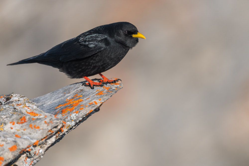 Alpendohle sitzt auf einem Felsen