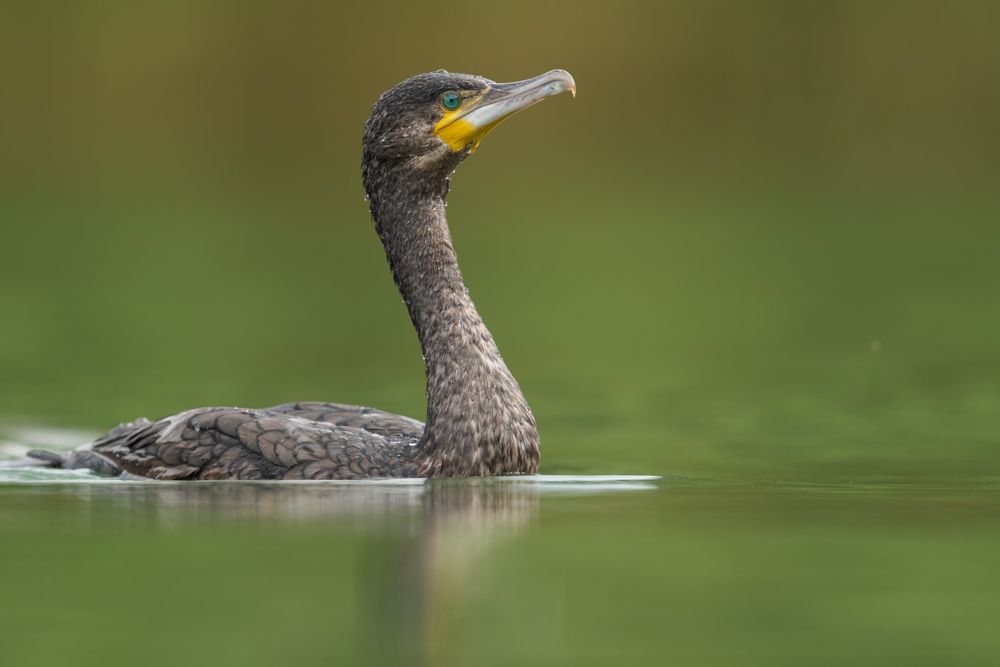 Cormorants have no sexual dimorphism. Males and females cannot be distinguished externally.