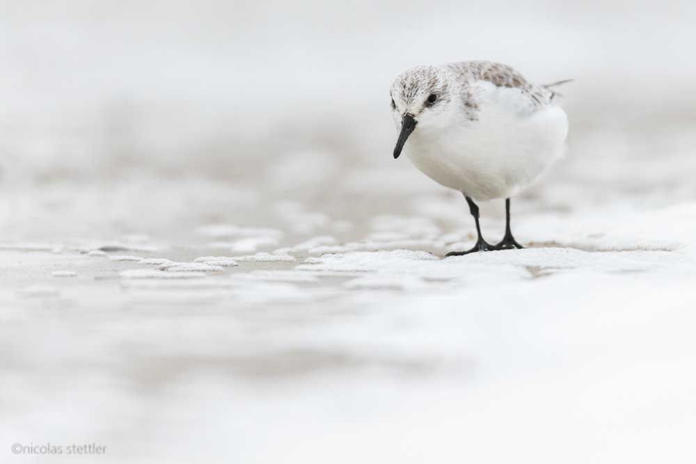 A Sanderling leaning against the wind.