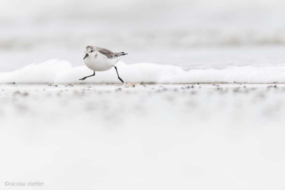 A sanderling running away from a wave.