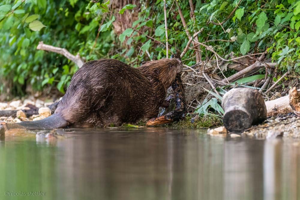 A beaver building a new den.